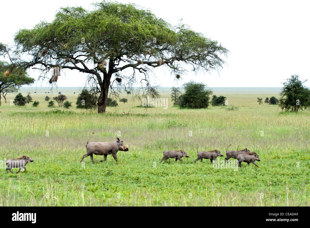 Warthog family Phacochoerus africanus running Moru Kopjes Serengeti, Tanzania Stock Photo