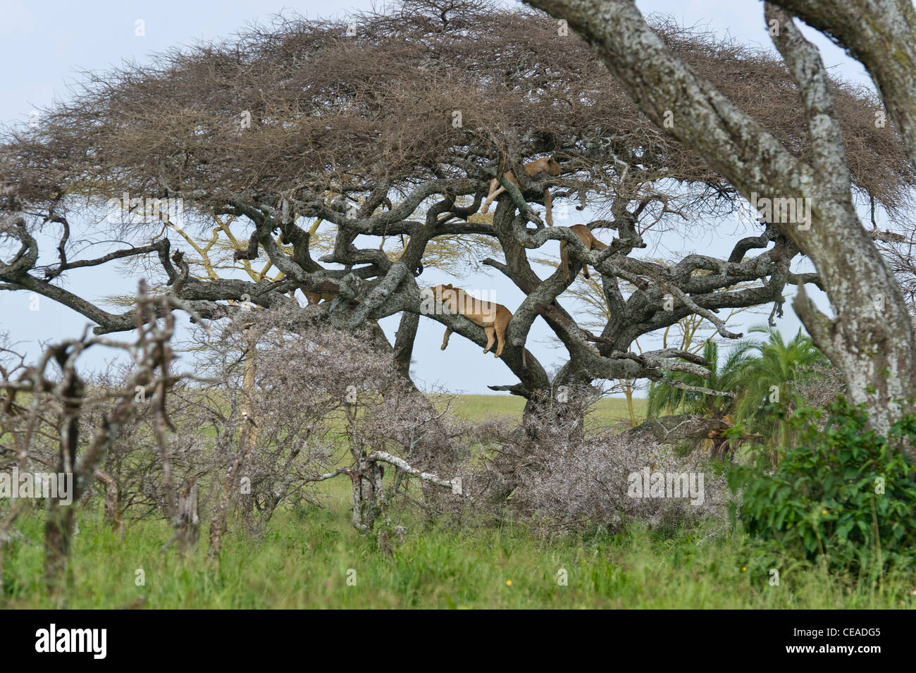 Group of lions Panthera leo resting in a Acacia tree at Seronera in Serengeti, Tanzania Stock Photo