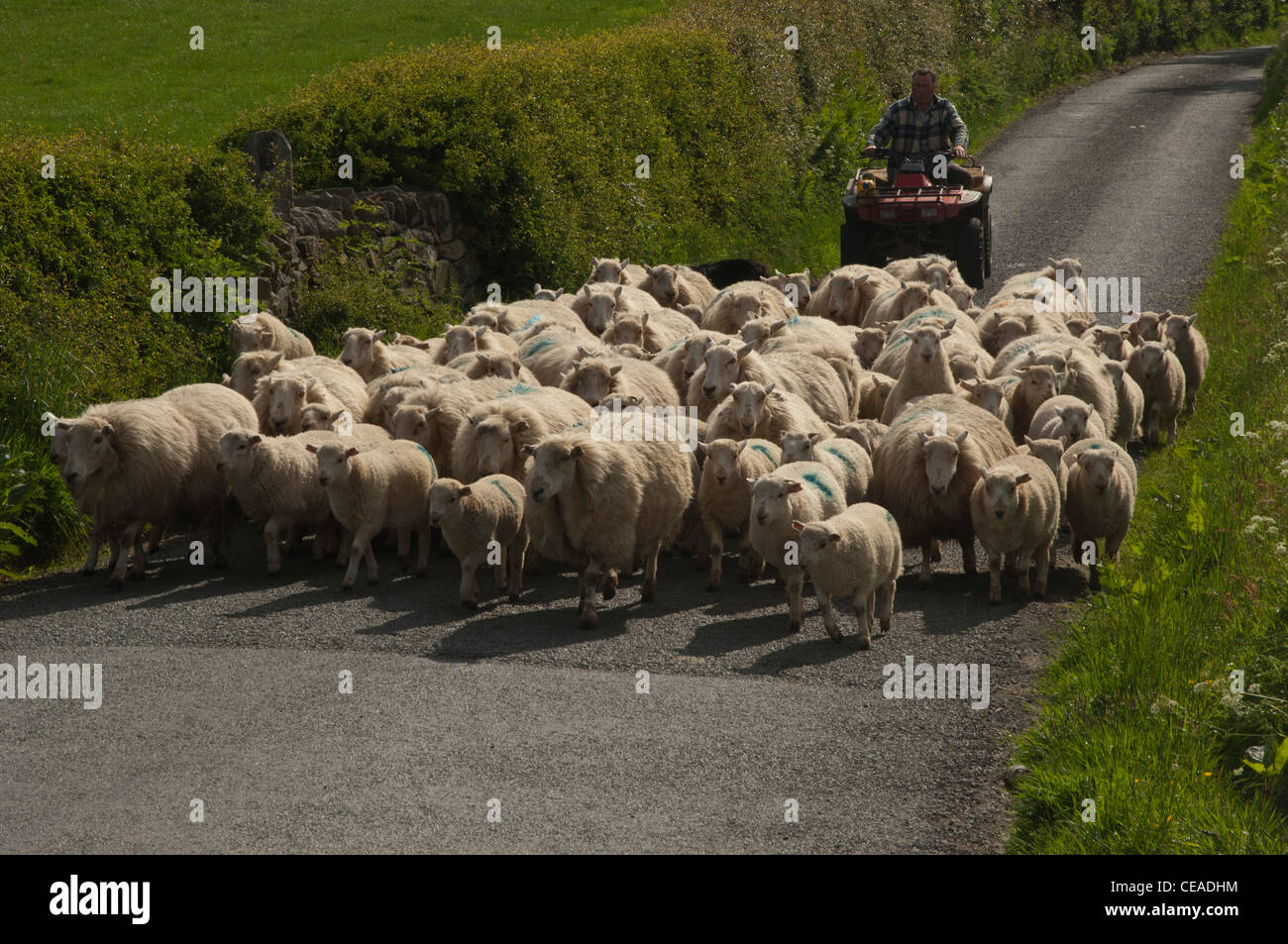 Farmer on quadbike herding sheep down country road Stock Photo