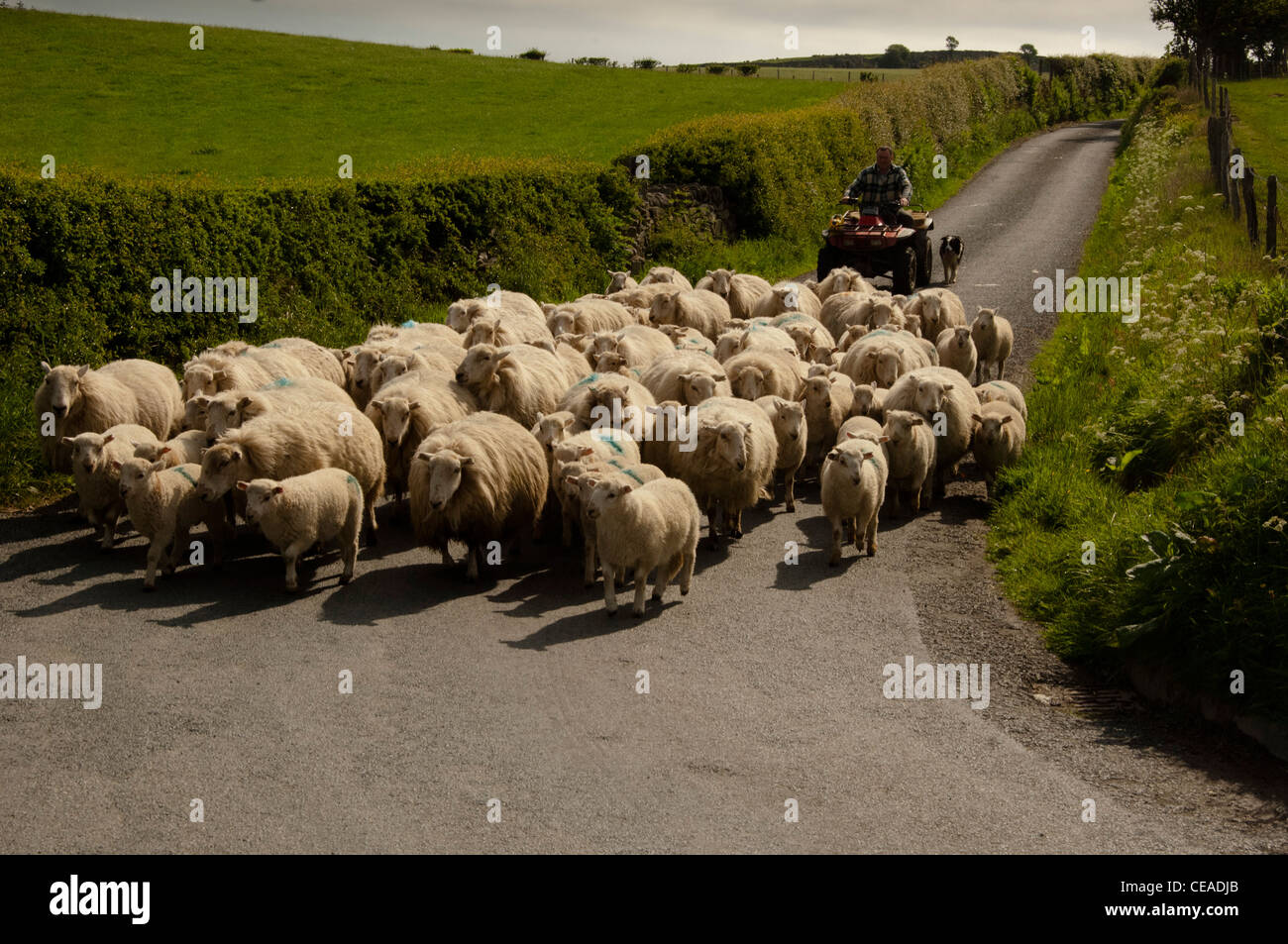 Farmer on quadbike herding sheep along country road Stock Photo