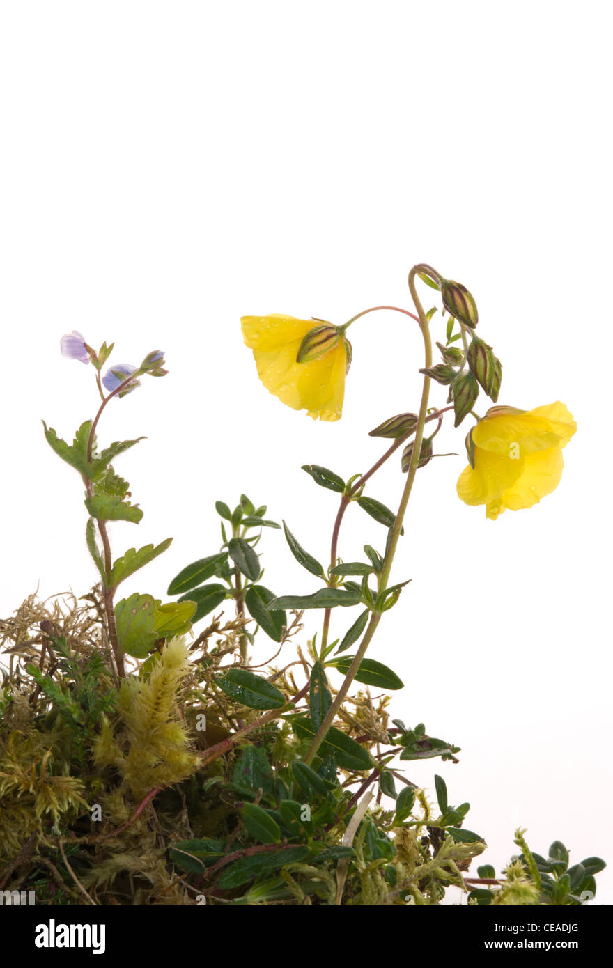 Common Rock Rose and Germander Speedwell Stock Photo