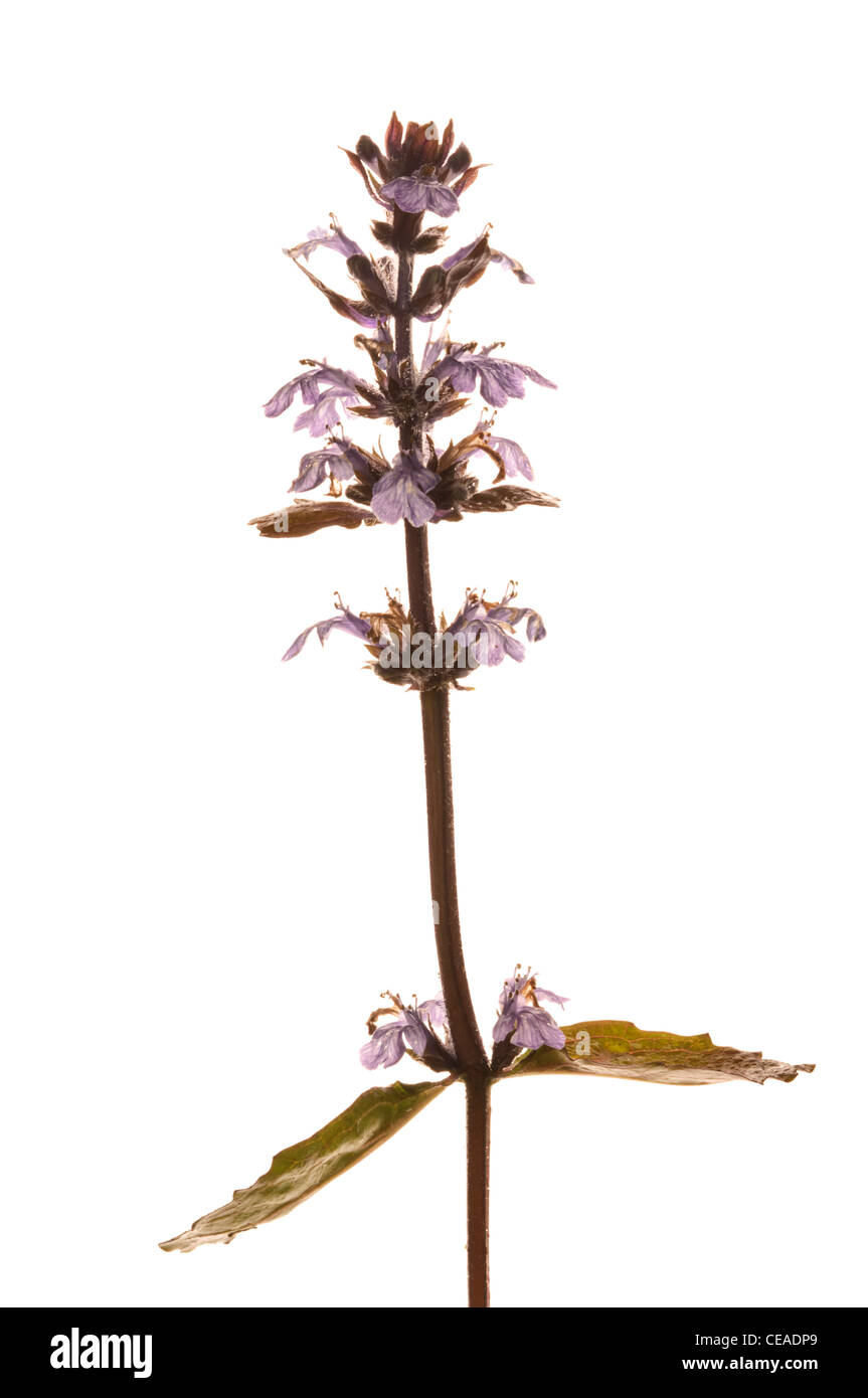 Common bugle (Ajuga reptans) Stock Photo