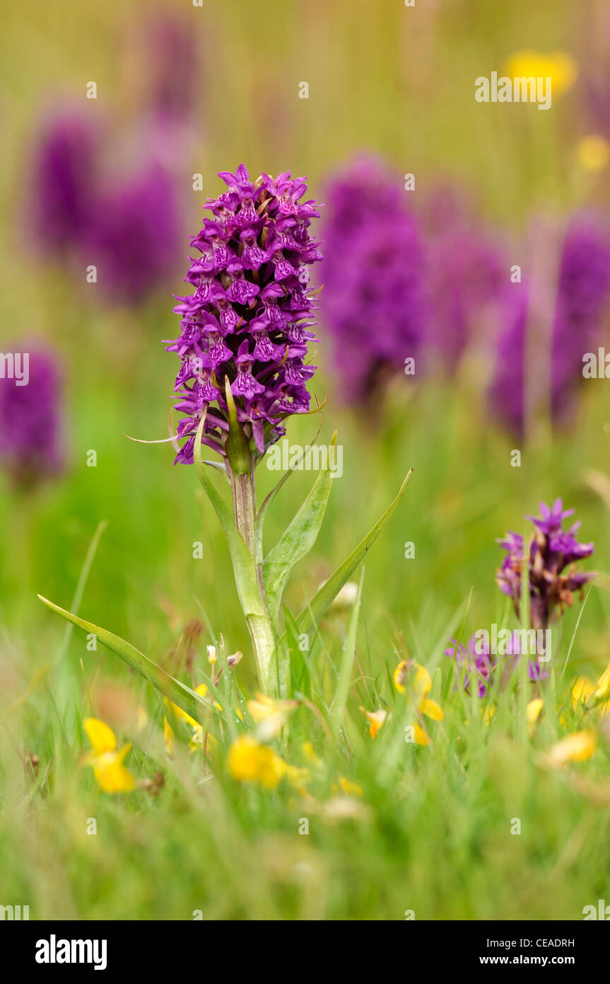 Purple wild marsh flowers growing High Resolution Stock Photography and ...
