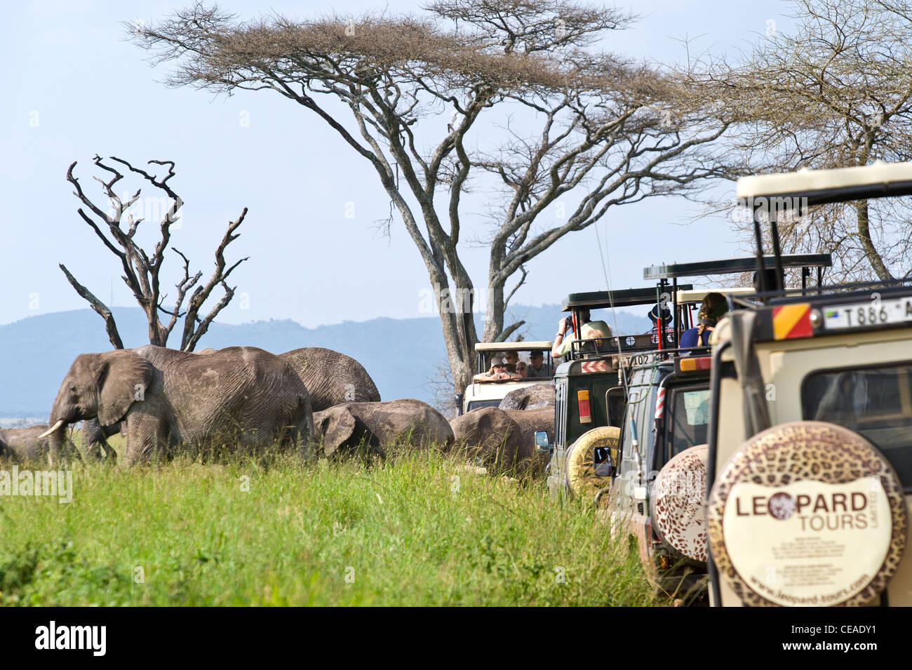 Tourists watching elephants Loxodonta africana crossing the road from their cars at Seronera in Serengeti, Tanzania Stock Photo