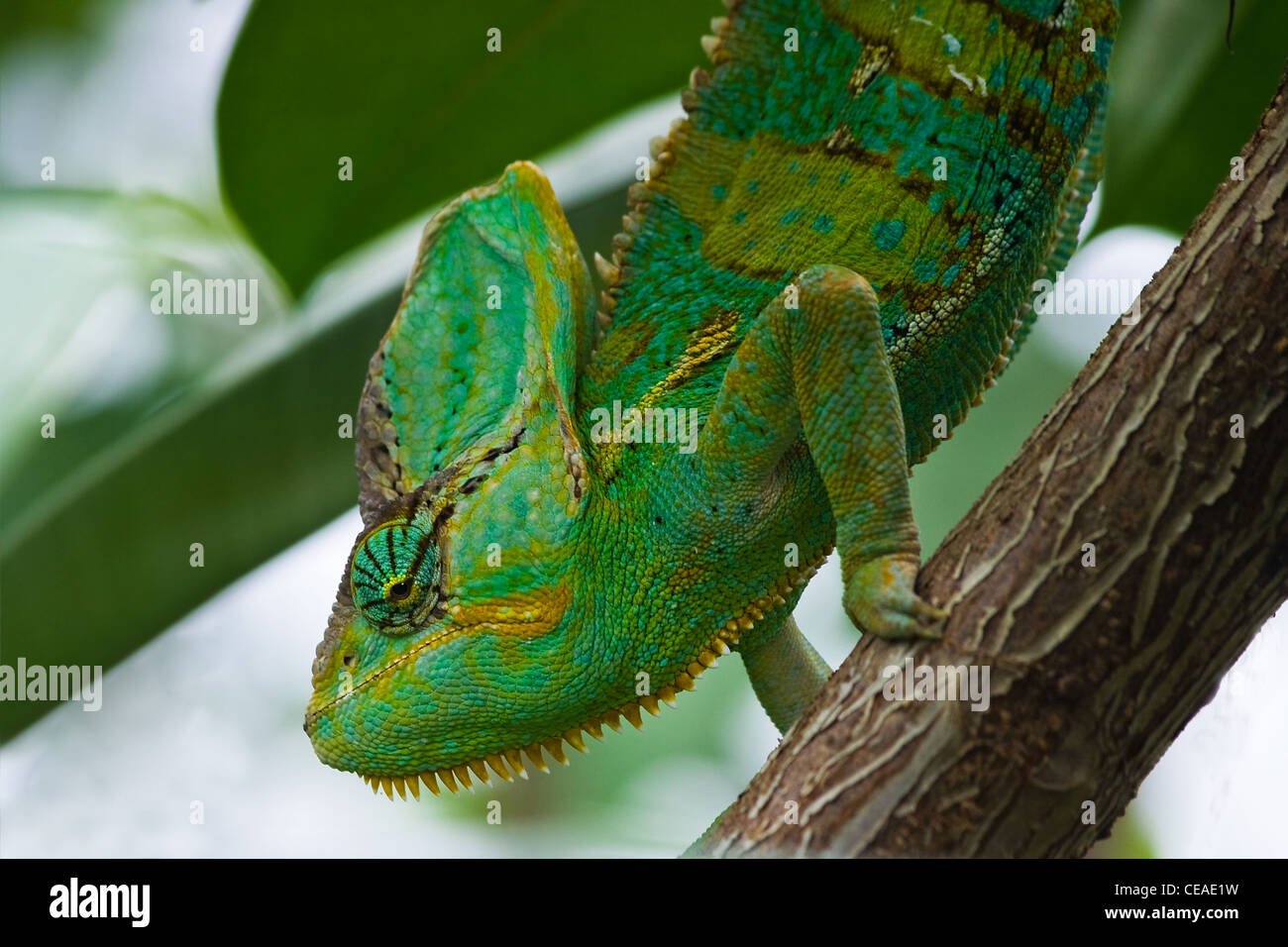 Beautiful green Jemen chameleon or Chamaelio calyptratus climbing in tree Stock Photo