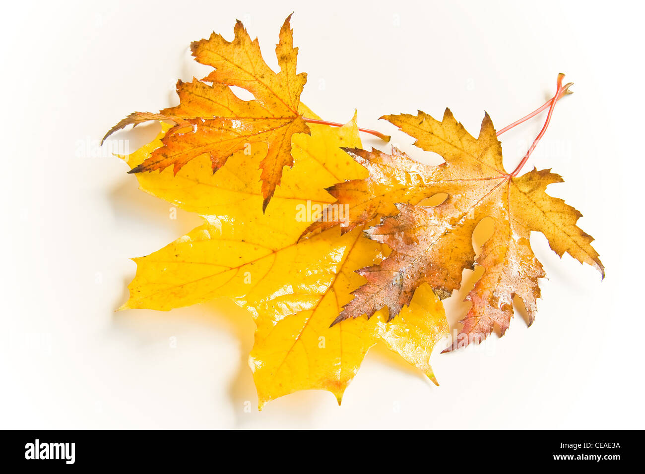 Wet and rainy autumn leaves yellow and brown in natural light Stock Photo