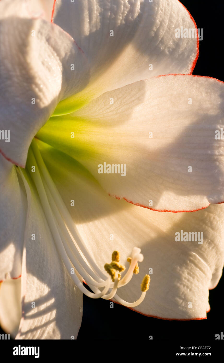 Hippeastrum Picotee Flower in close view in late evening sunlight Stock Photo