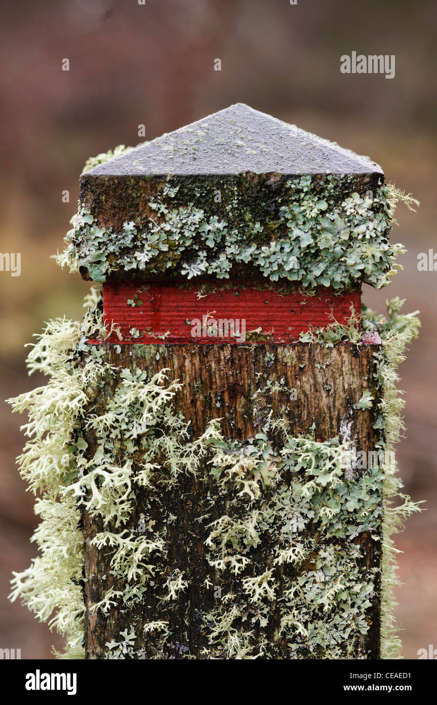 Lichens, including Hypogymnia physodes, growing on a wooden post in Balblair Wood, part f Loch Fleet nature reserve. Stock Photo