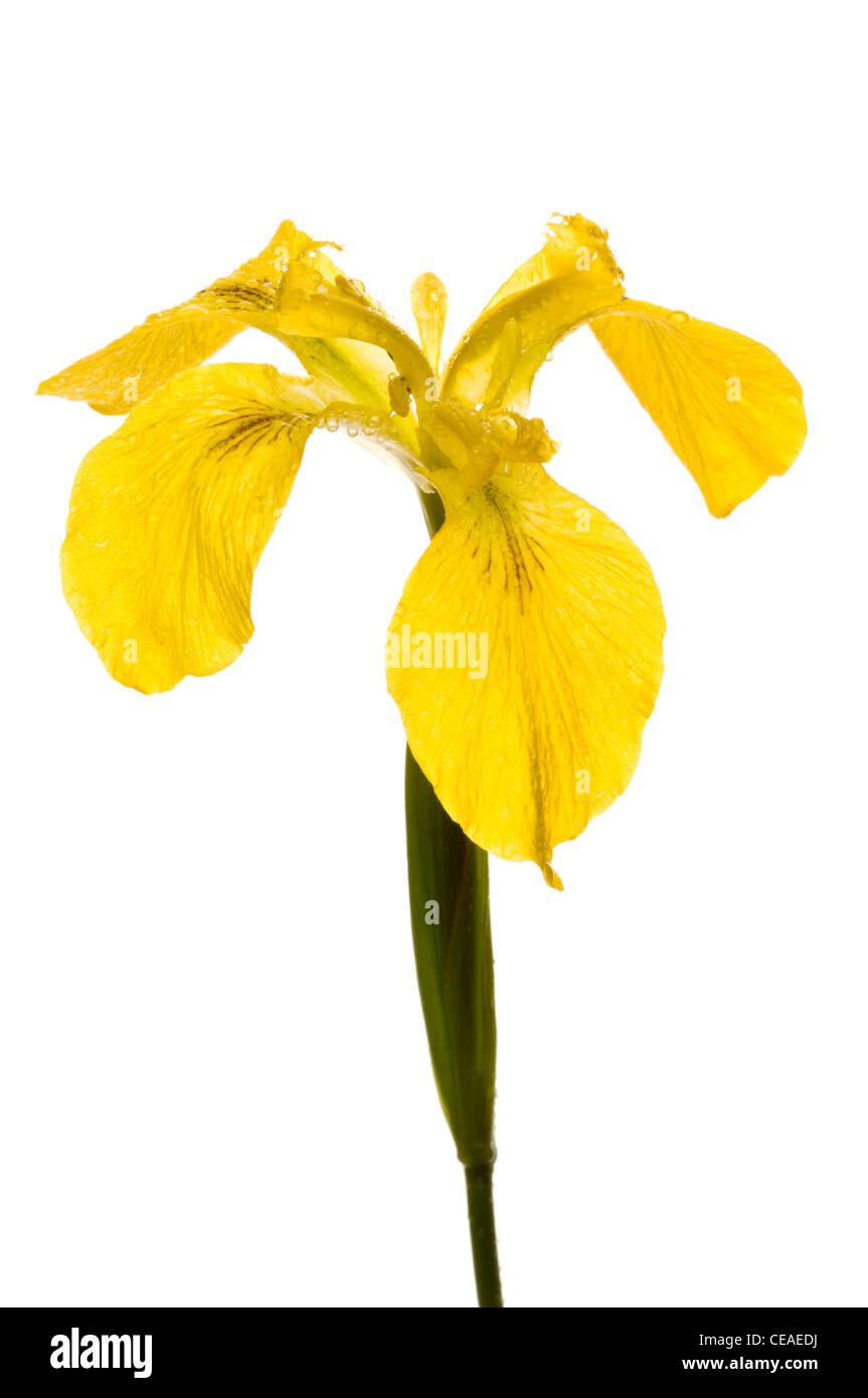 Yellow Flag Iris (Iris pseudacorus). Stock Photo
