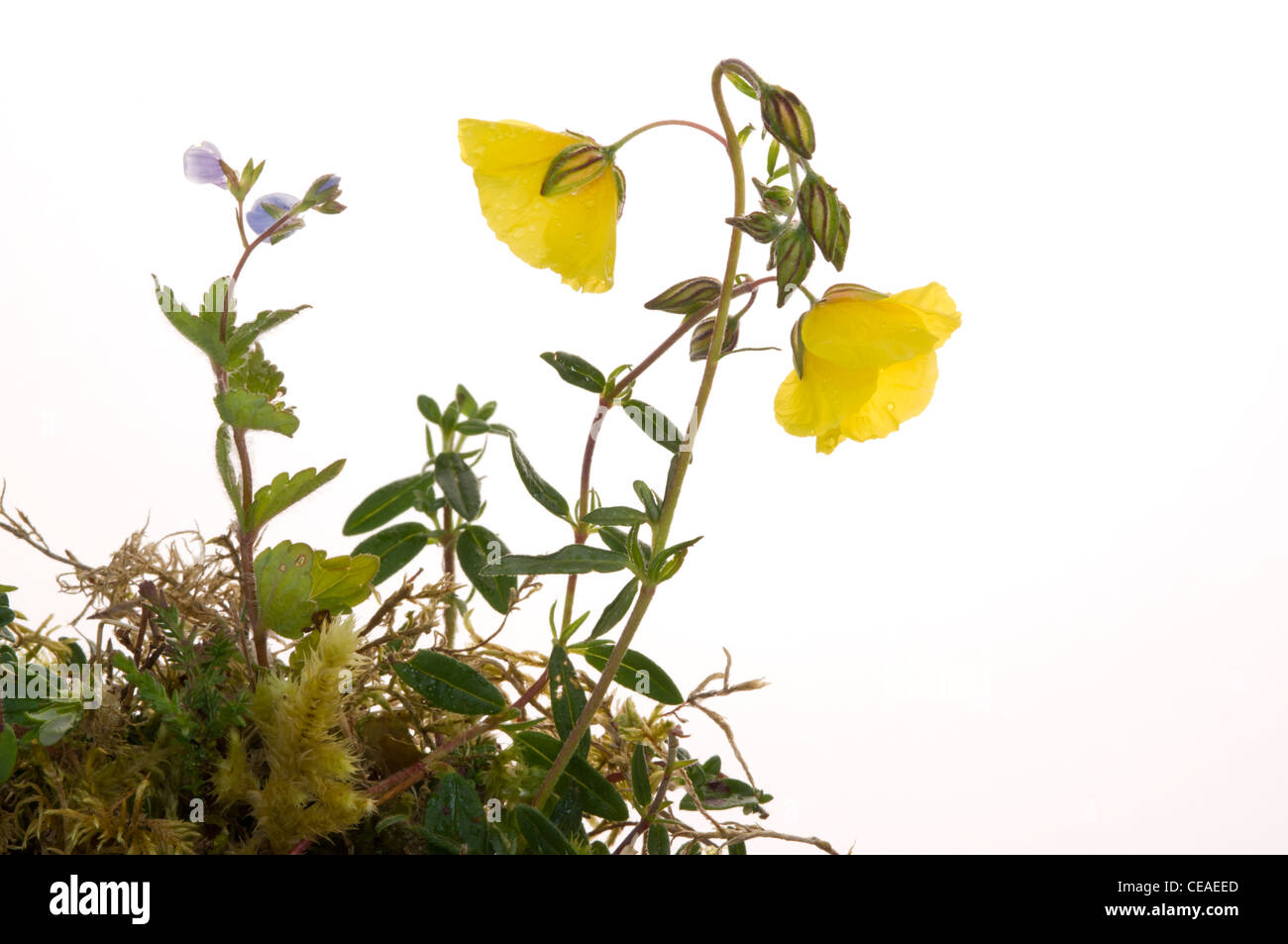 Common Rock Rose and Germander Speedwell Stock Photo
