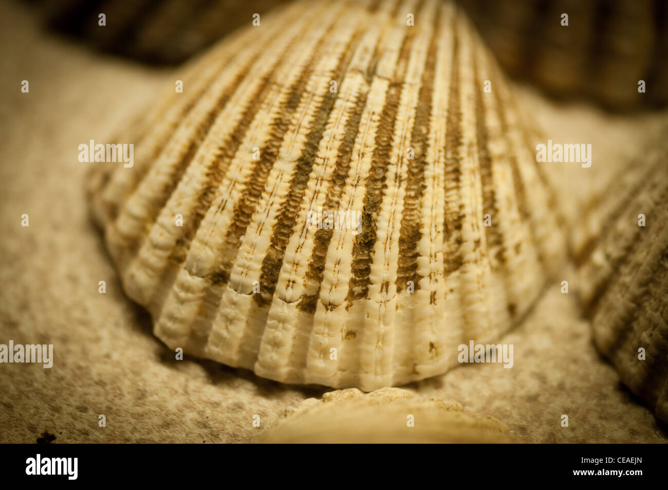 Mollusc shells Stock Photo