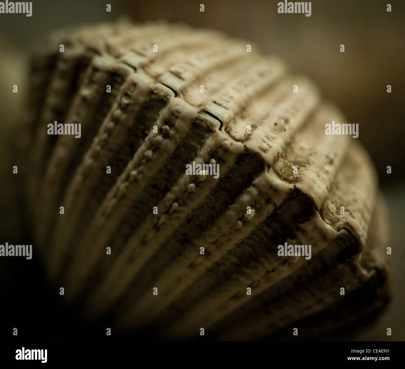 Mollusc shells Stock Photo