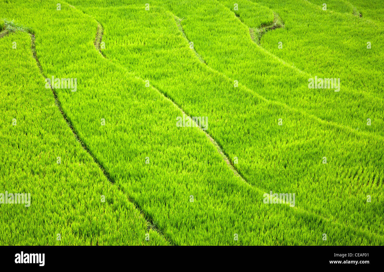 Rice terraces in the Culik area of Eastern Bali, Indonesia. Stock Photo