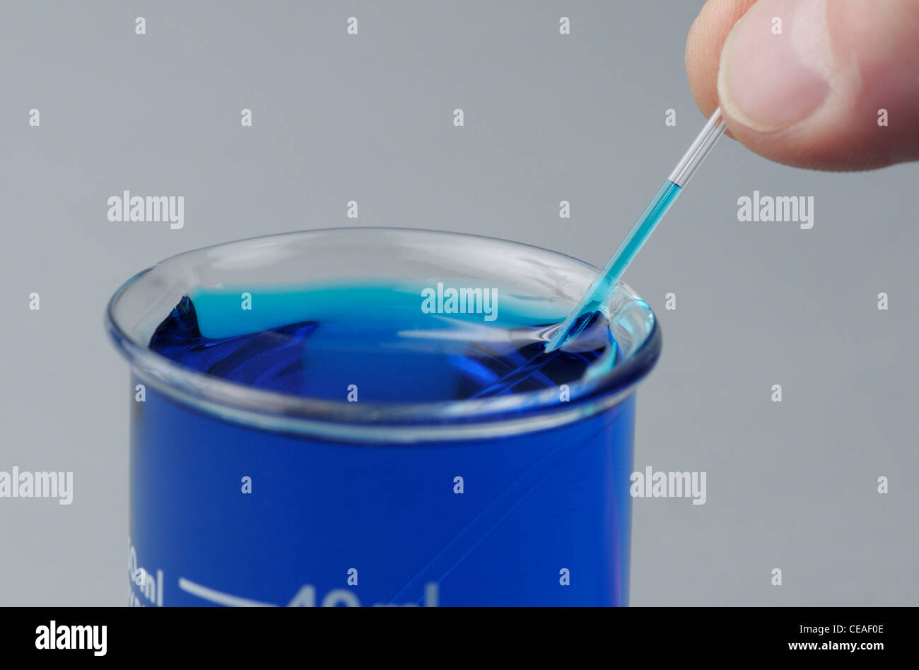 Blue colored water moves up a capillary tube demonstrating capillary