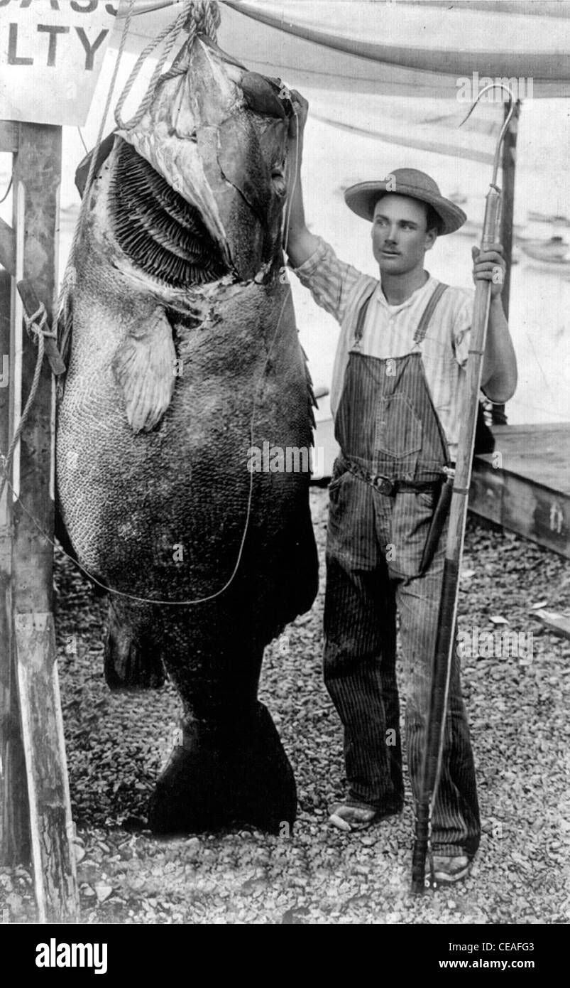 World's record sea bass Black and White Stock Photos & Images Alamy