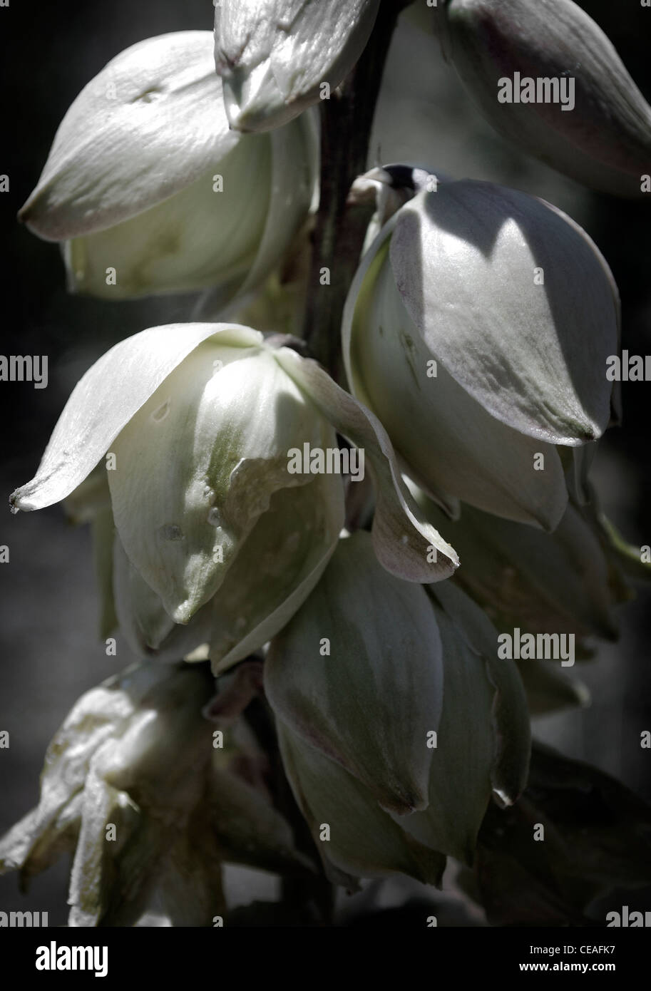 yucca blossoms, midday,flower,flower stem Stock Photo