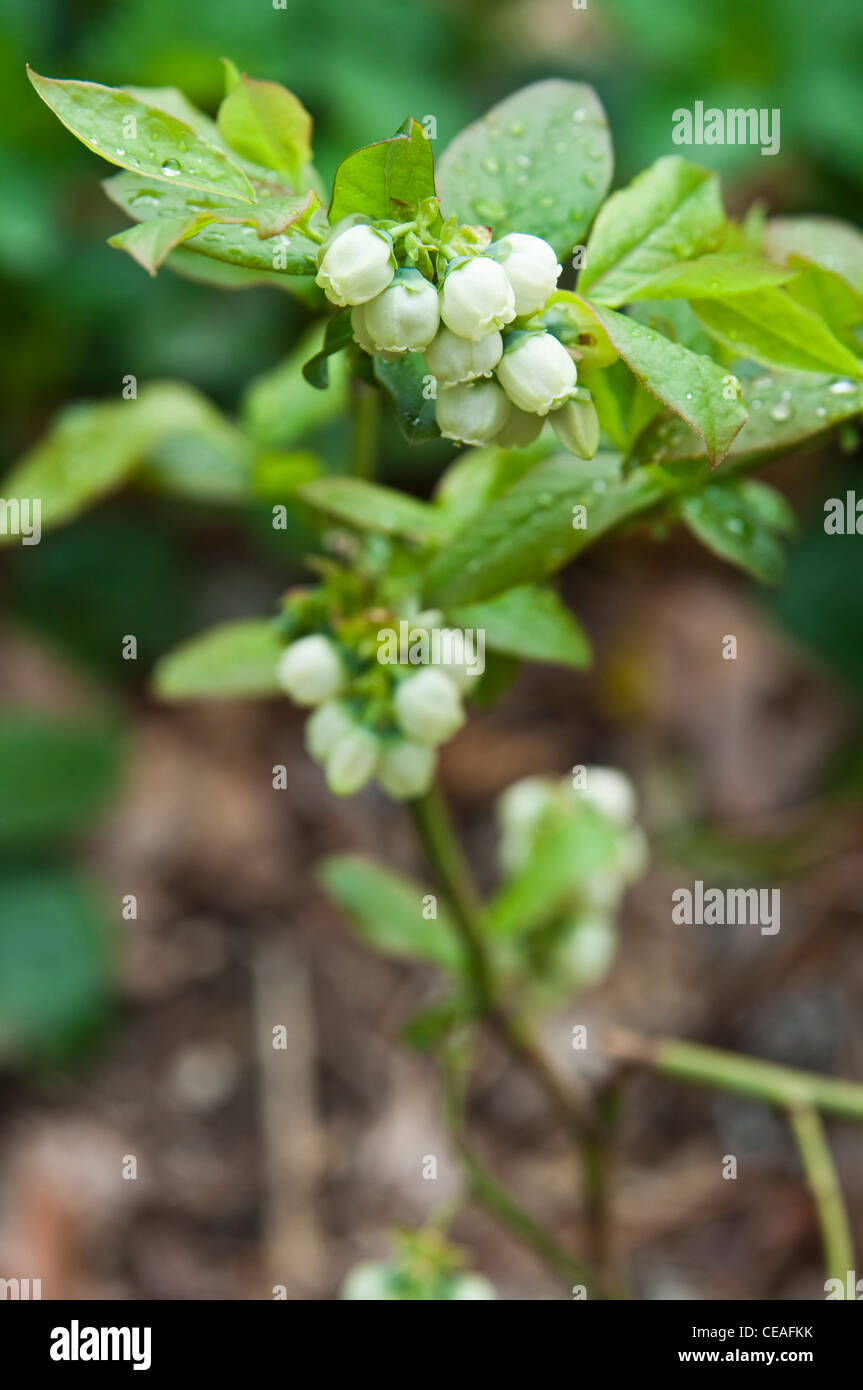 A blueberry plant loaded with flowers awaiting pollination. Stock Photo