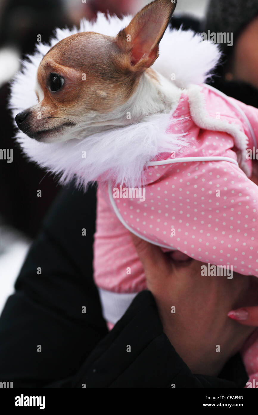 funny dog clothes in the hands of the master Stock Photo Alamy