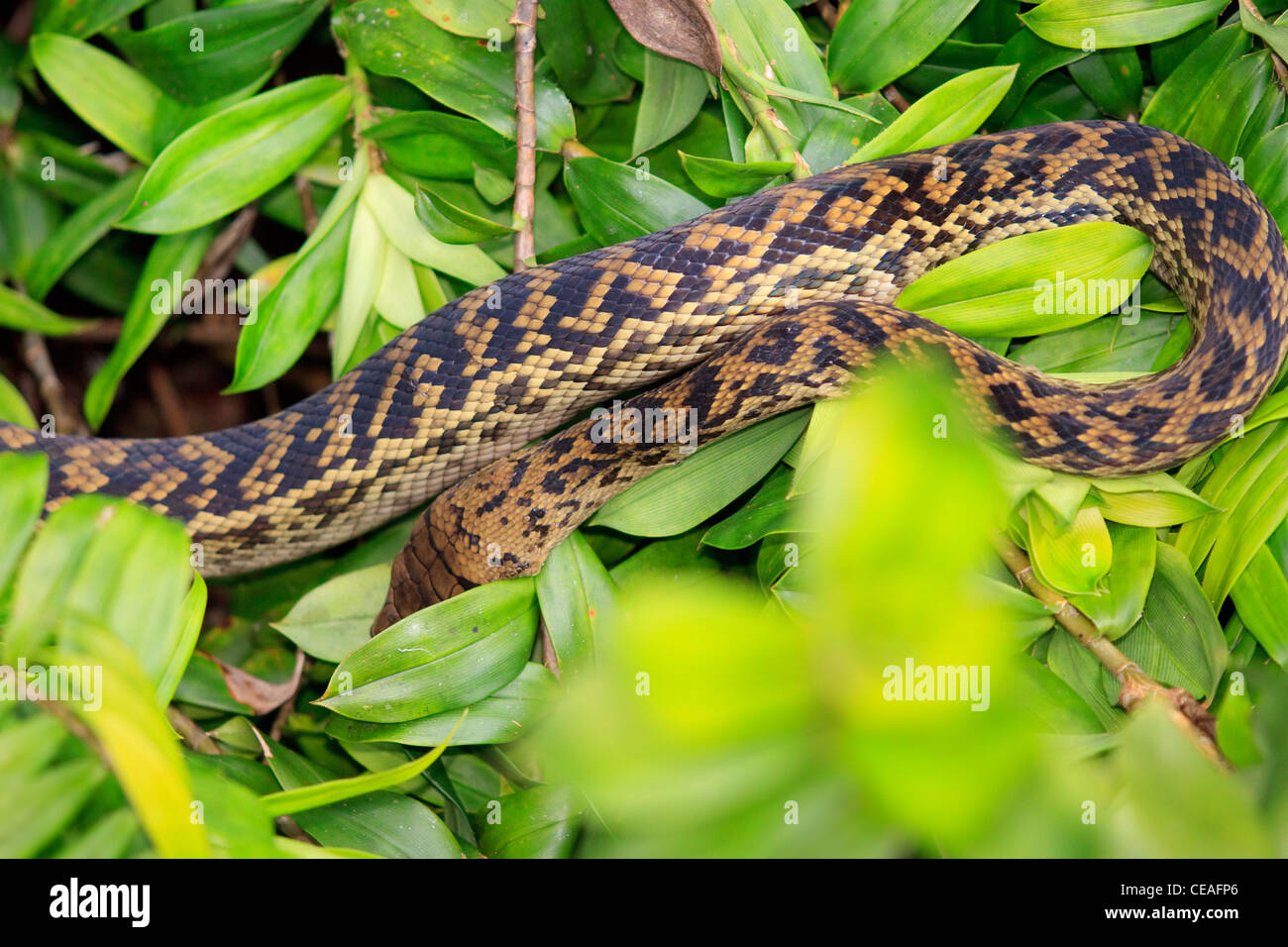 Australian pythons hi-res stock photography and images - Alamy
