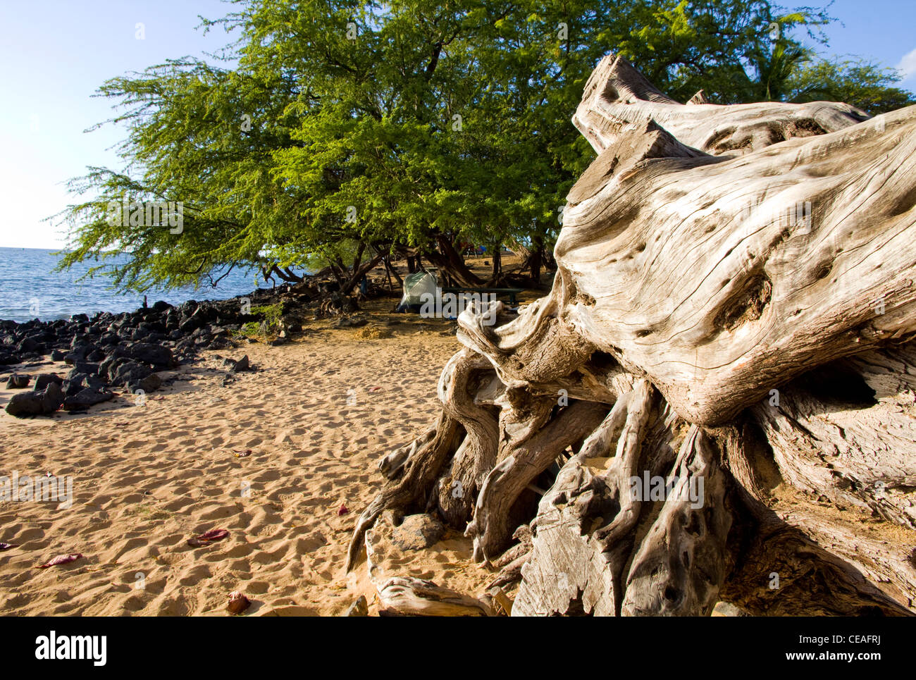 Kiawe tree close up, Spencer Beach Park, Kohala Coast, Big Island