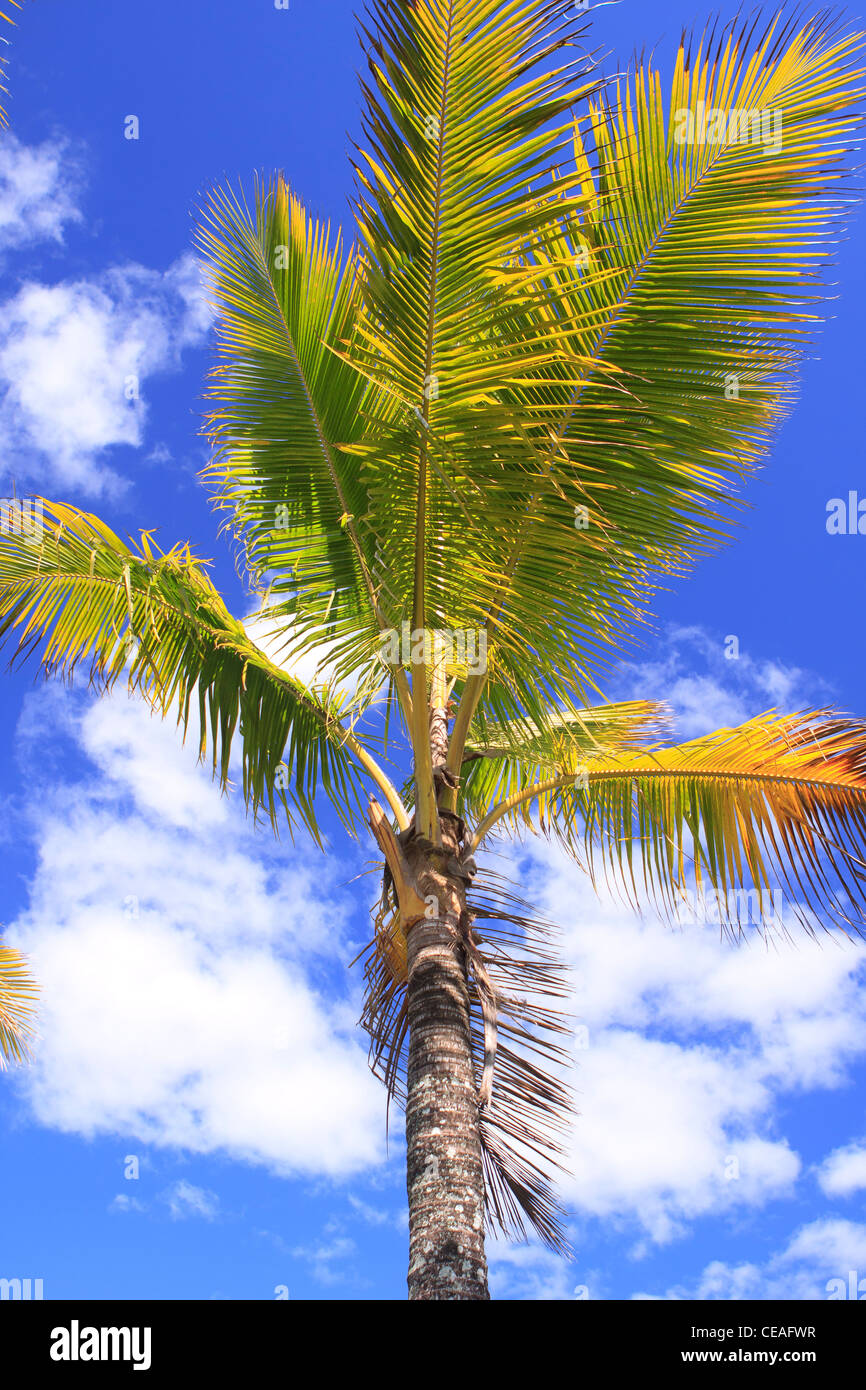 The palm trees along the Cairns Esplanade foreshore are just one of its