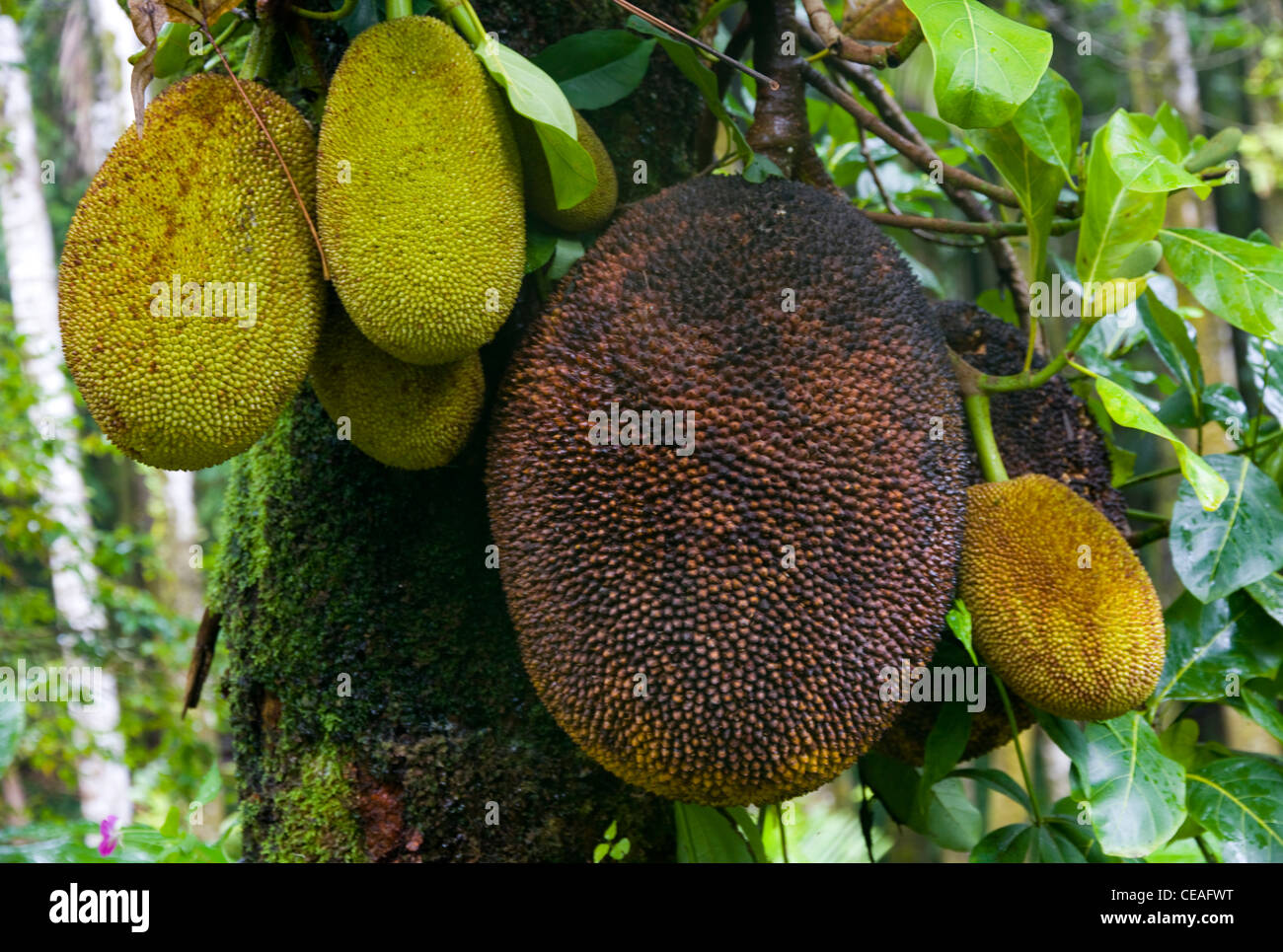 Breadfruit (Atocarpus altills) tree, Hawaii Tropical Botanical Garden, north of Hilo, Big Island