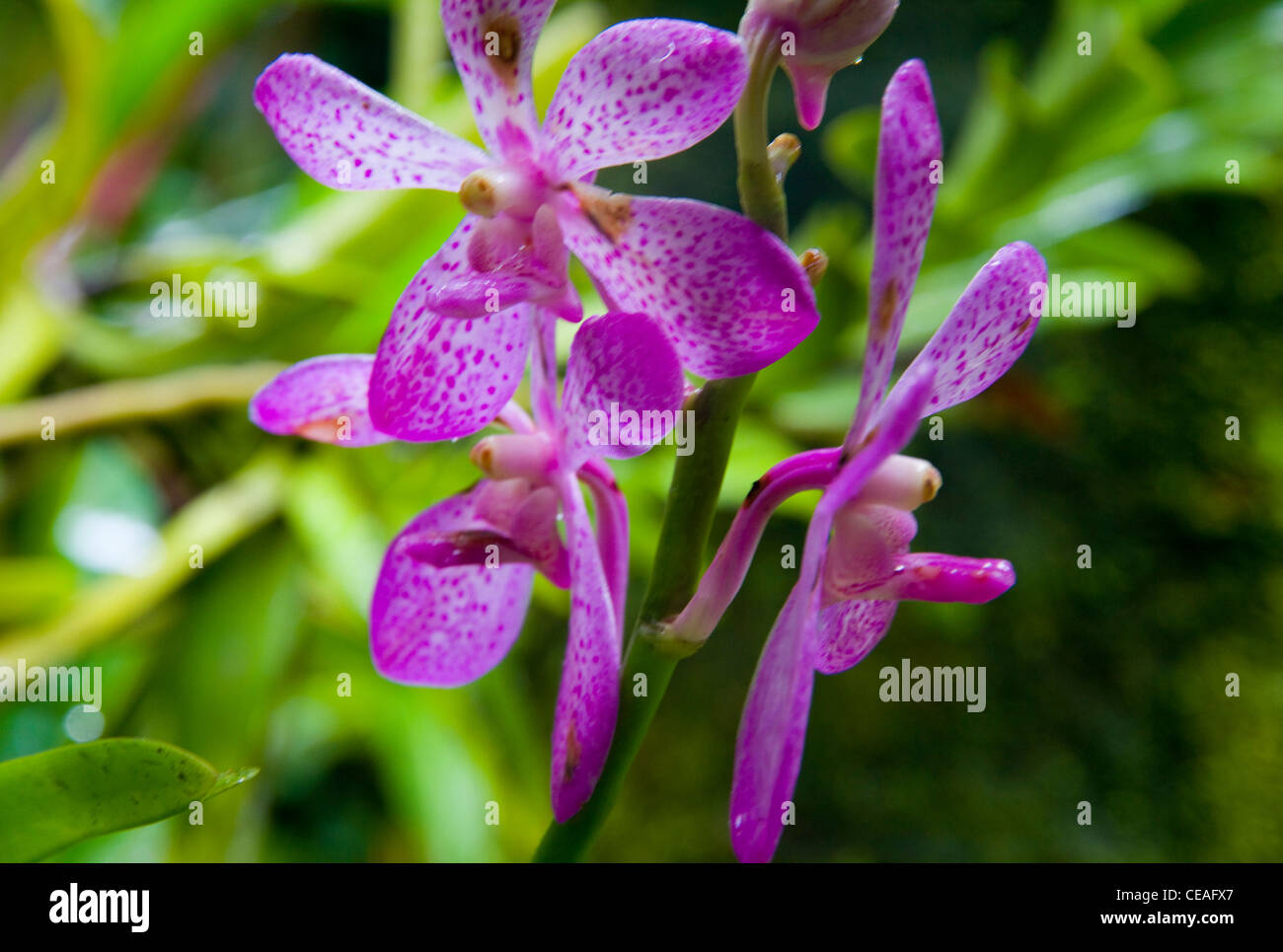 Orchids, Hawaii Tropical Botanical Garden, north of Hilo, Big Island, Hawaii Stock Photo