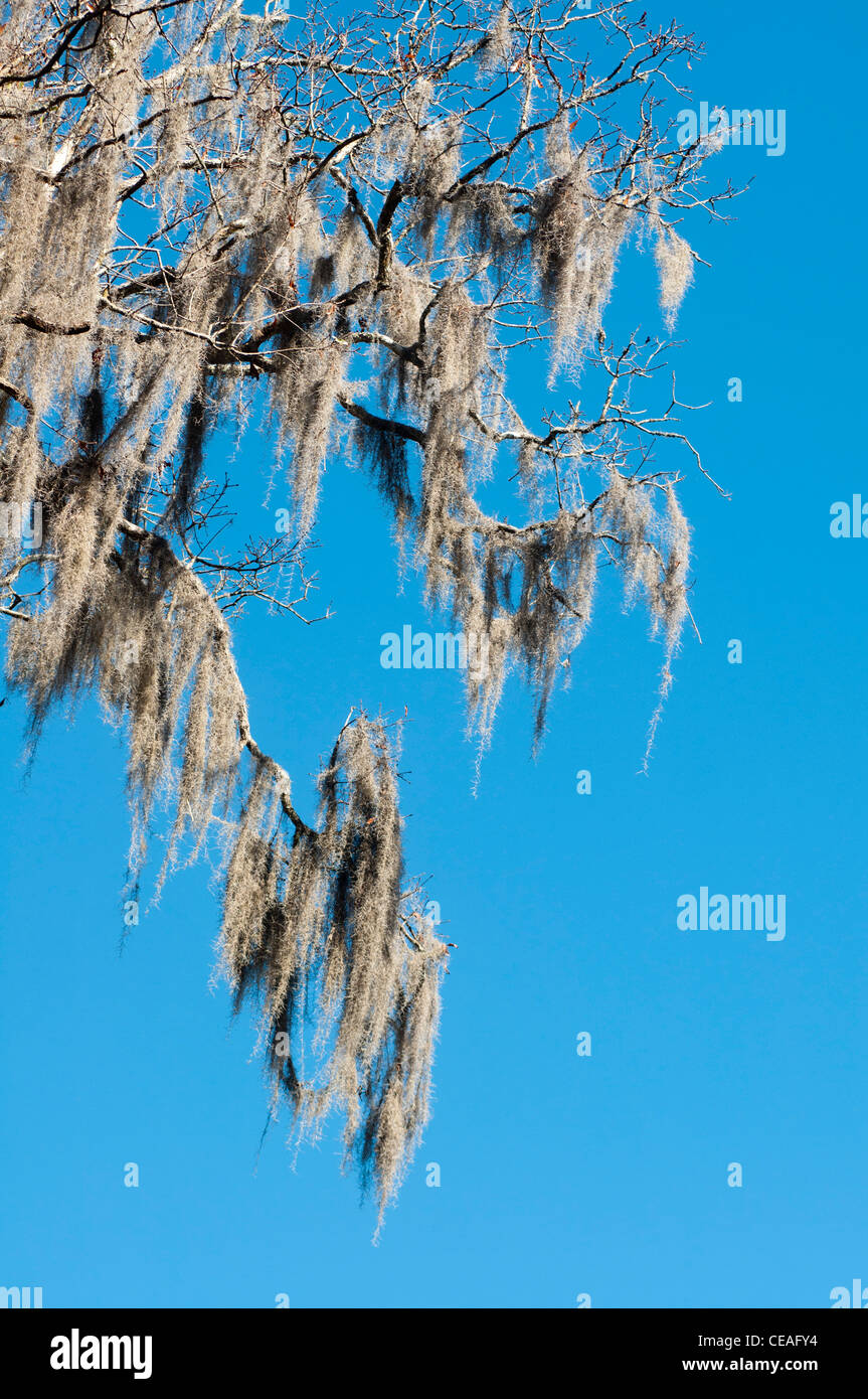 Spanish moss hires stock photography and images Alamy