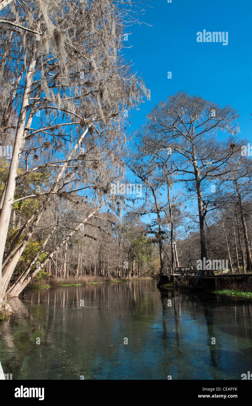 Ichetucknee River with Spanish Moss, Winter, Florida, United States USA