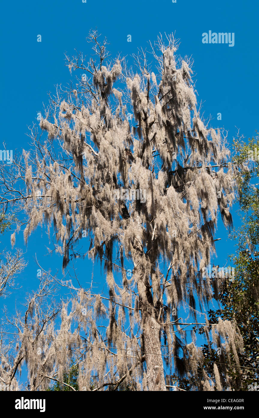 Moss tillandsia usneoides hi-res stock photography and images - Alamy