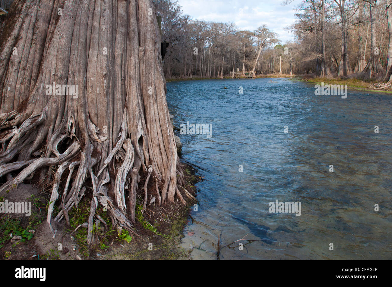 Solid, giant  trunk of Bald Cypress tree, Taxodium distichum near Santa Fe river, Florida, United States, USA, North America Stock Photo