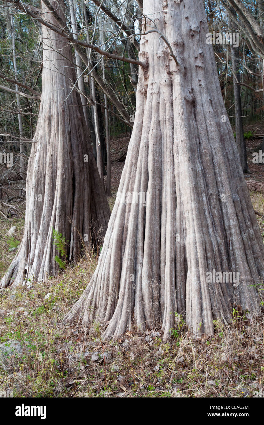 Solid, giant  trunk of Bald Cypress tree, Taxodium distichum near Santa Fe river, Florida, United States, USA, North America Stock Photo
