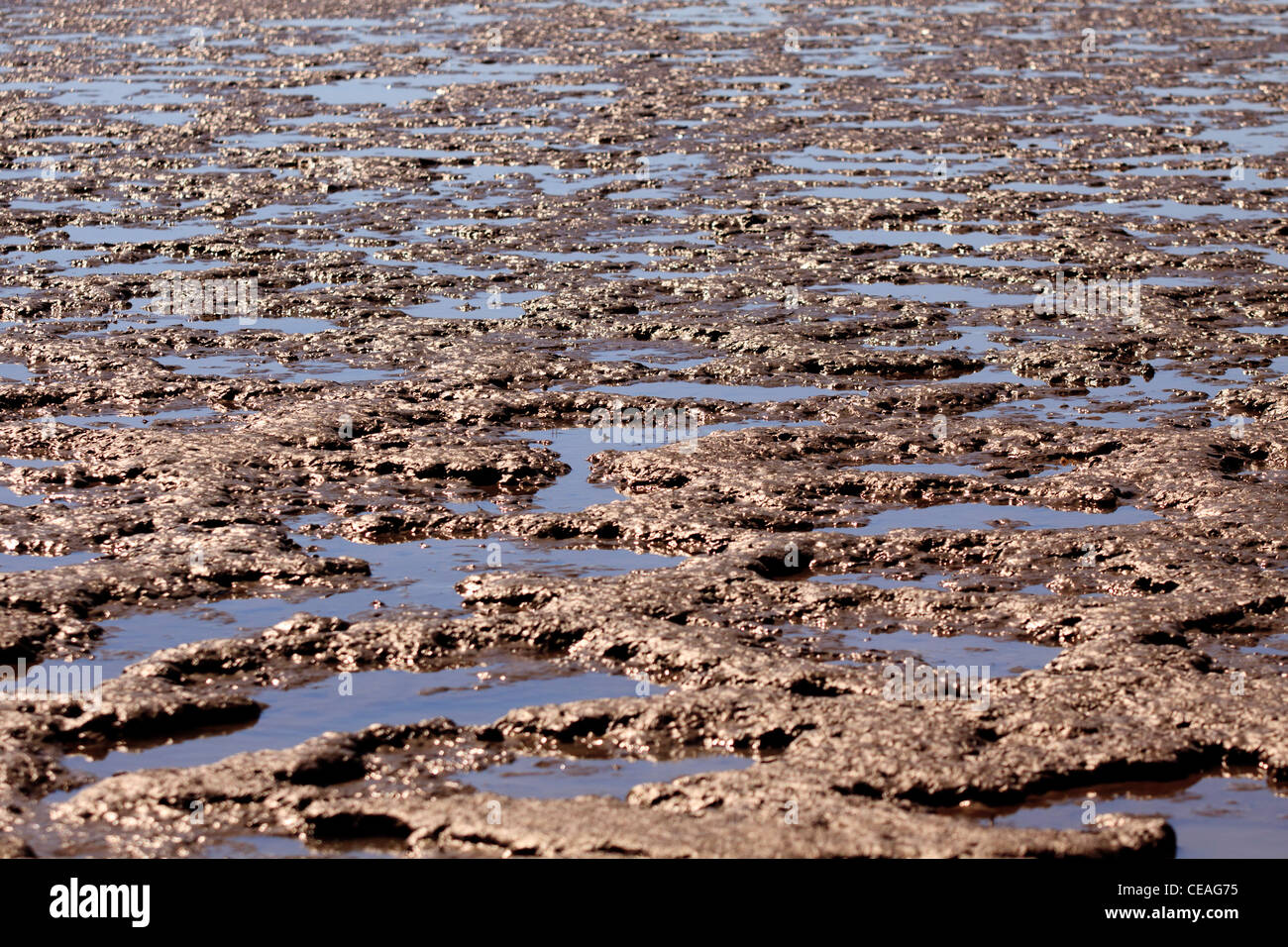 The mudflats along the Cairns foreshore are home to many varieties of