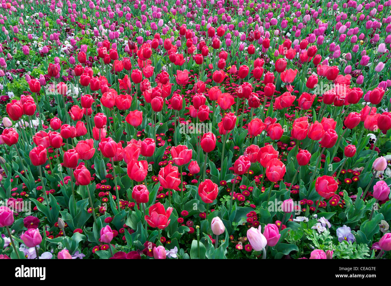 Mixed bed of tulips at the Canberra Floriade Flower Festival Australia Stock Photo Alamy