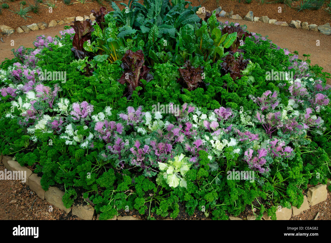 Circular bed of ornamental cabbage, parsley lettuce and leafy vegetables Floriade Canberra Australia Stock Photo