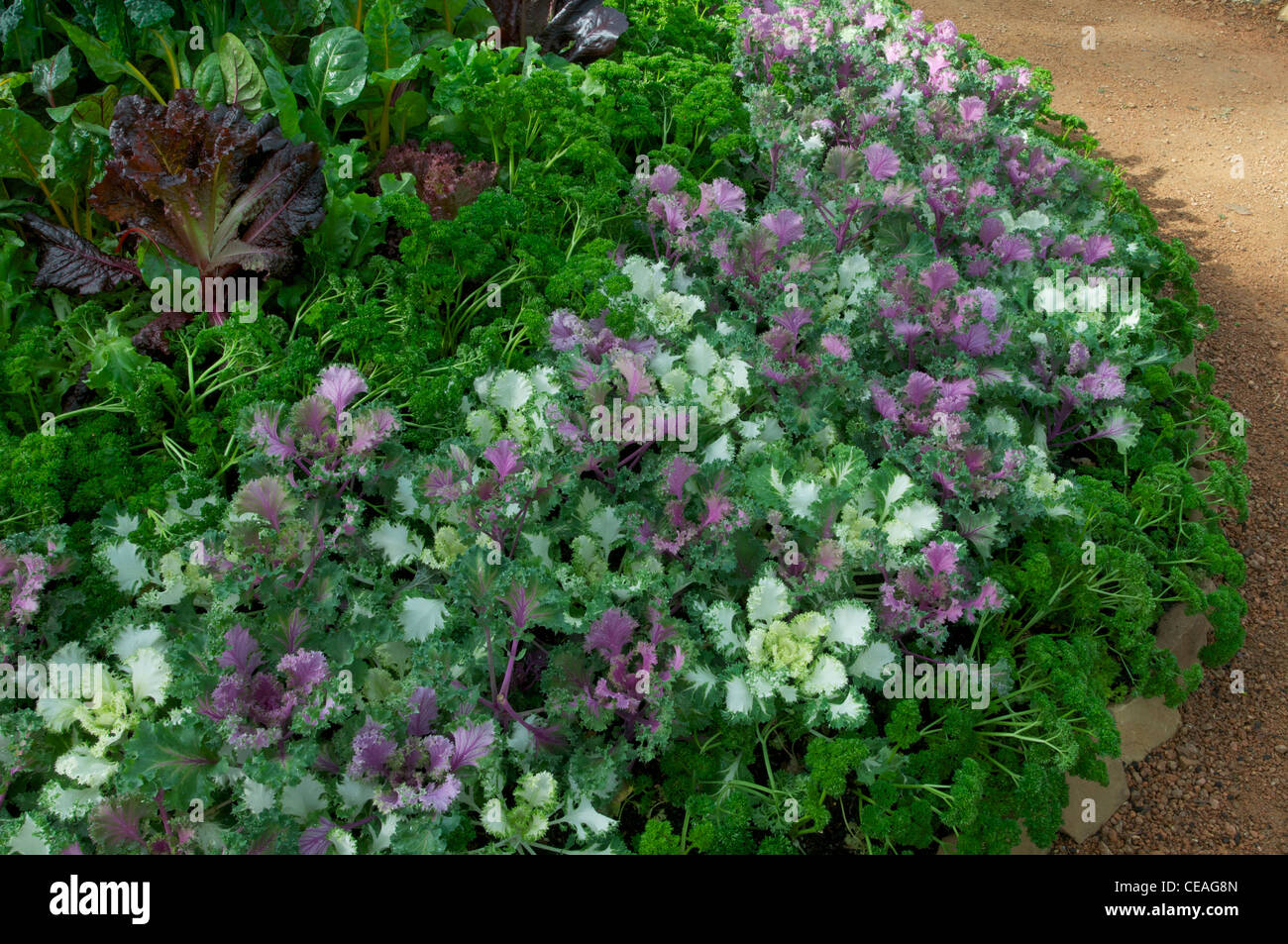 Parsley lettuce ornamental hires stock photography and images Alamy