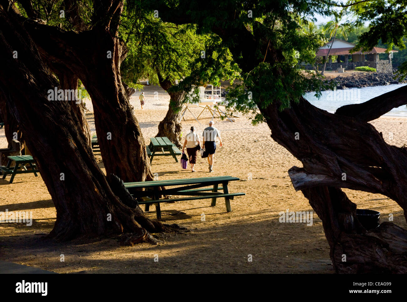 Kiawe trees, Spencer Beach Park, Kohala Coast, Big Island, Hawaii Stock