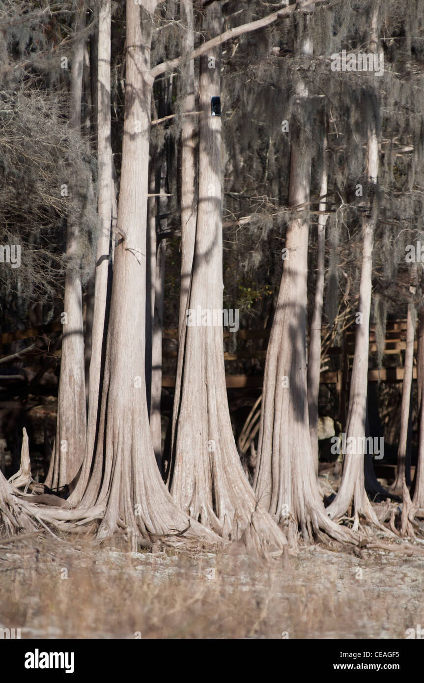 Trunks of Bald Cypress tree, Taxodium distichum near Santa Fe river, Florida, United States Stock Photo