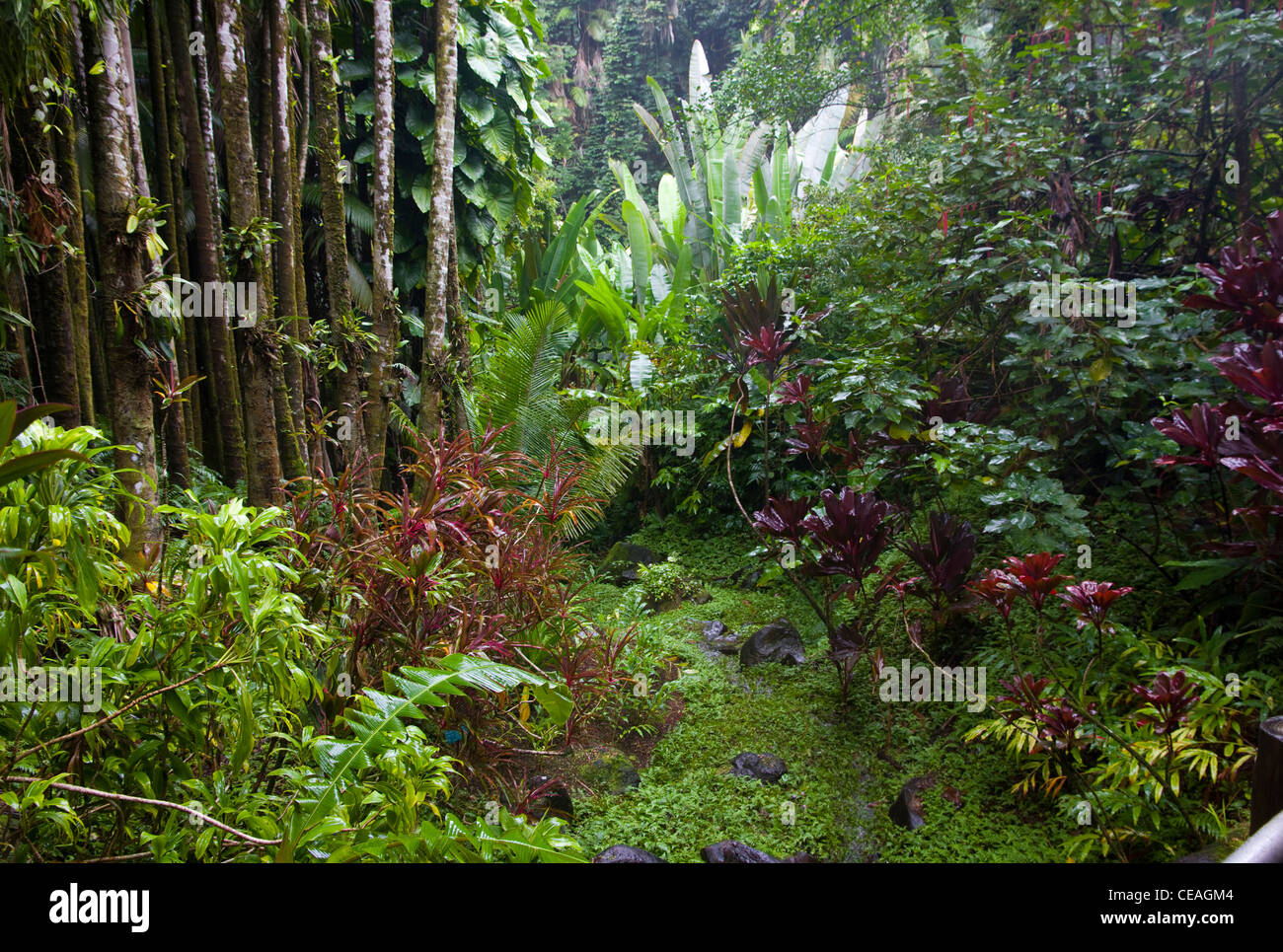 Hawaii Tropical Botanical Garden, featuring more than 2,000 species of