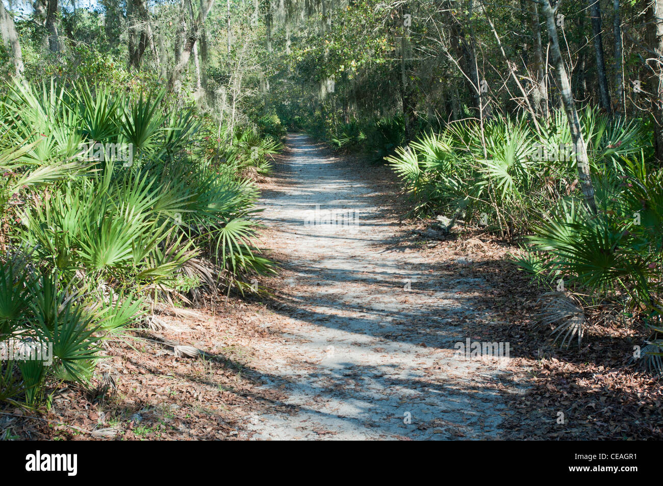 Saw palmetto, Serenoa repens, growing wild in Devil's Millhopper ...