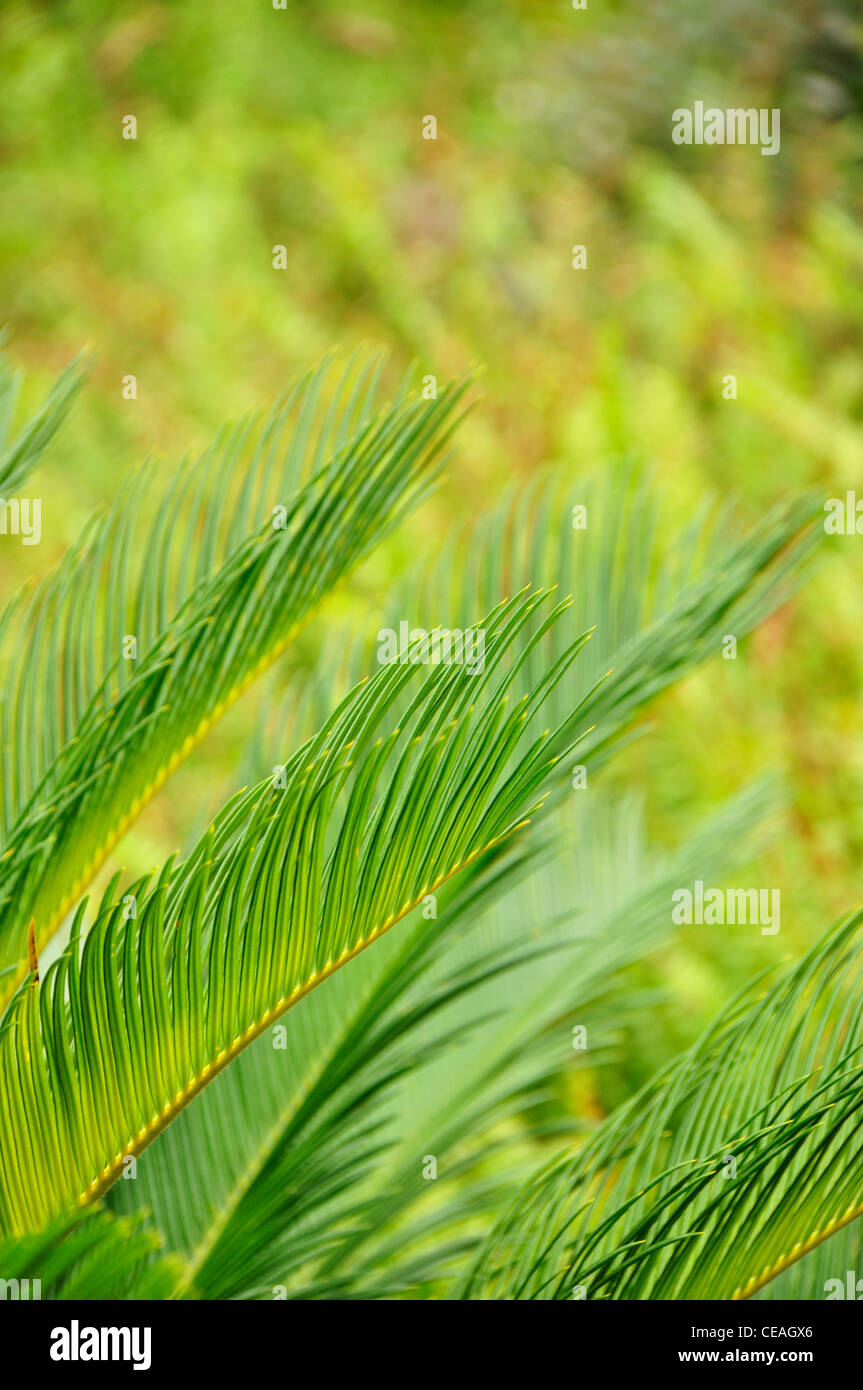 cycas leaves Stock Photo