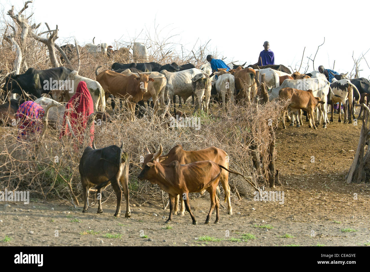 Maasai milking after their cattle in Engaresero at Lake Natron Tanzania Stock Photo