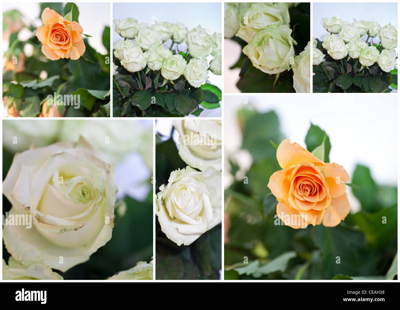 Colorful Floral Collage of roses Stock Photo