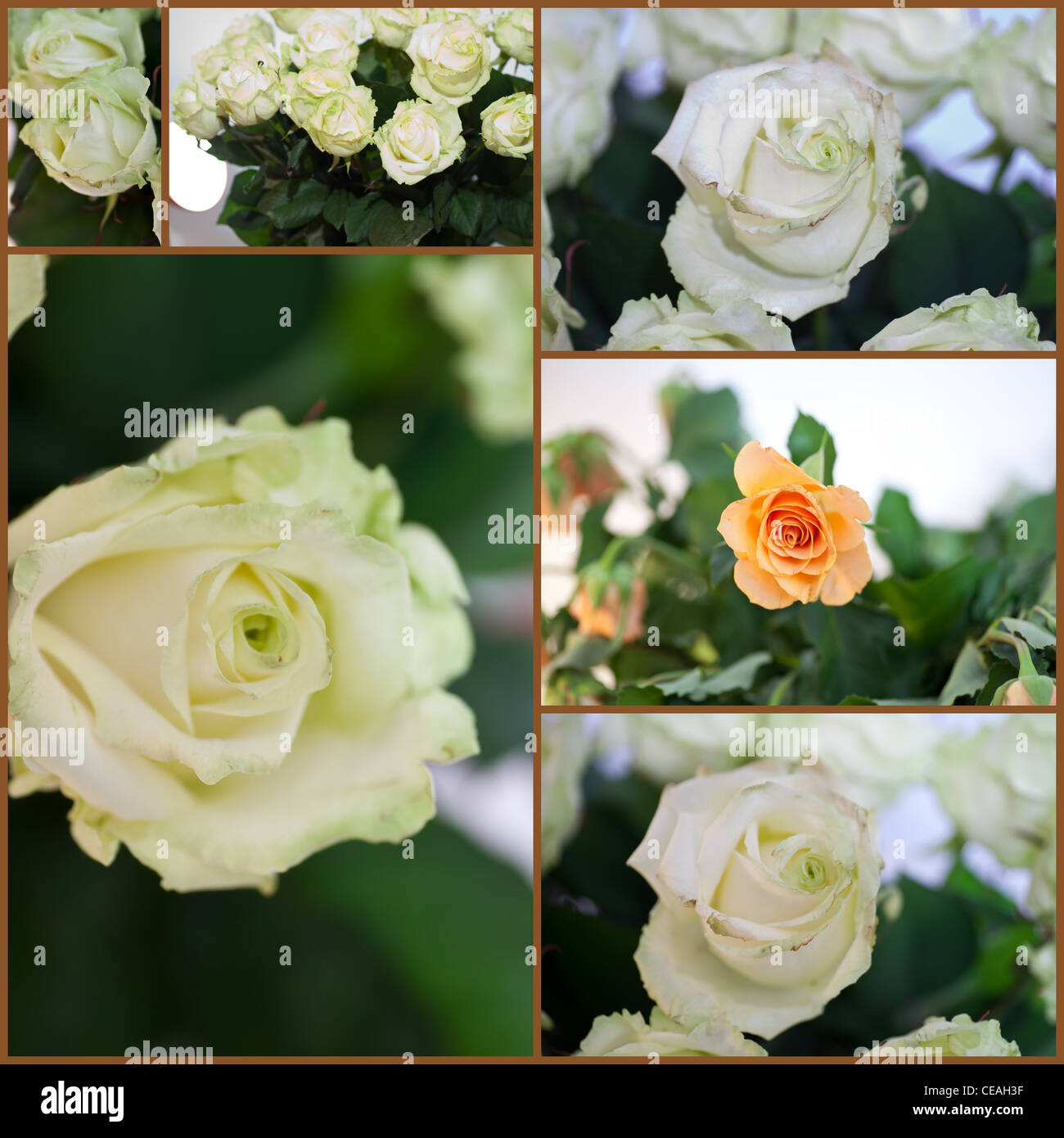 Colorful Floral Collage Stock Photo