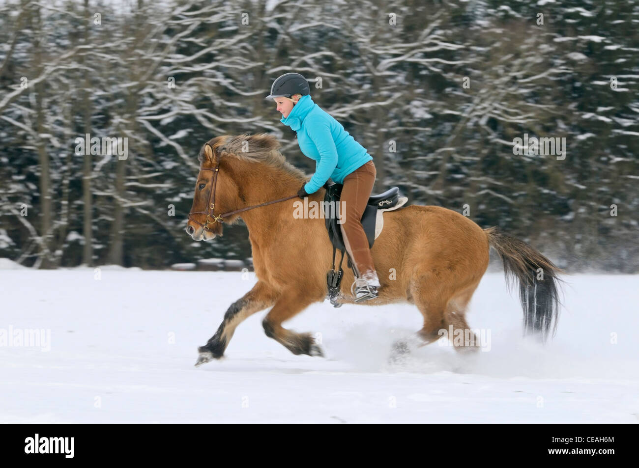 Horse rider seat hi-res stock photography and images - Alamy