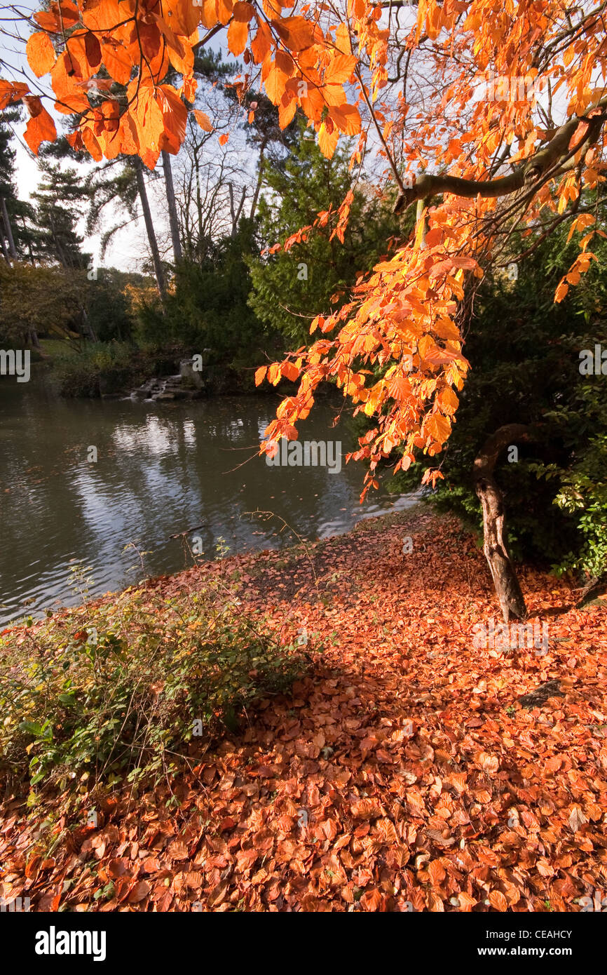 Golden autumn leaves Stock Photo - Alamy