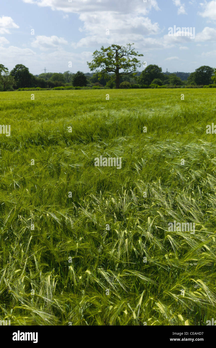 cereal crops agriculture warwickshire midlands england uk Stock Photo