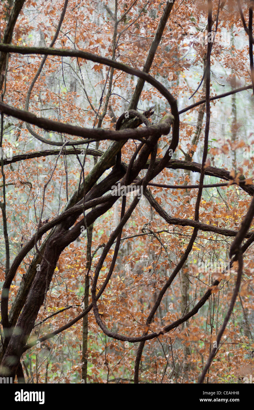 Thick tangled Liana vines in the forest at Ichetucknee Springs State Park, Florida, USA. Stock Photo
