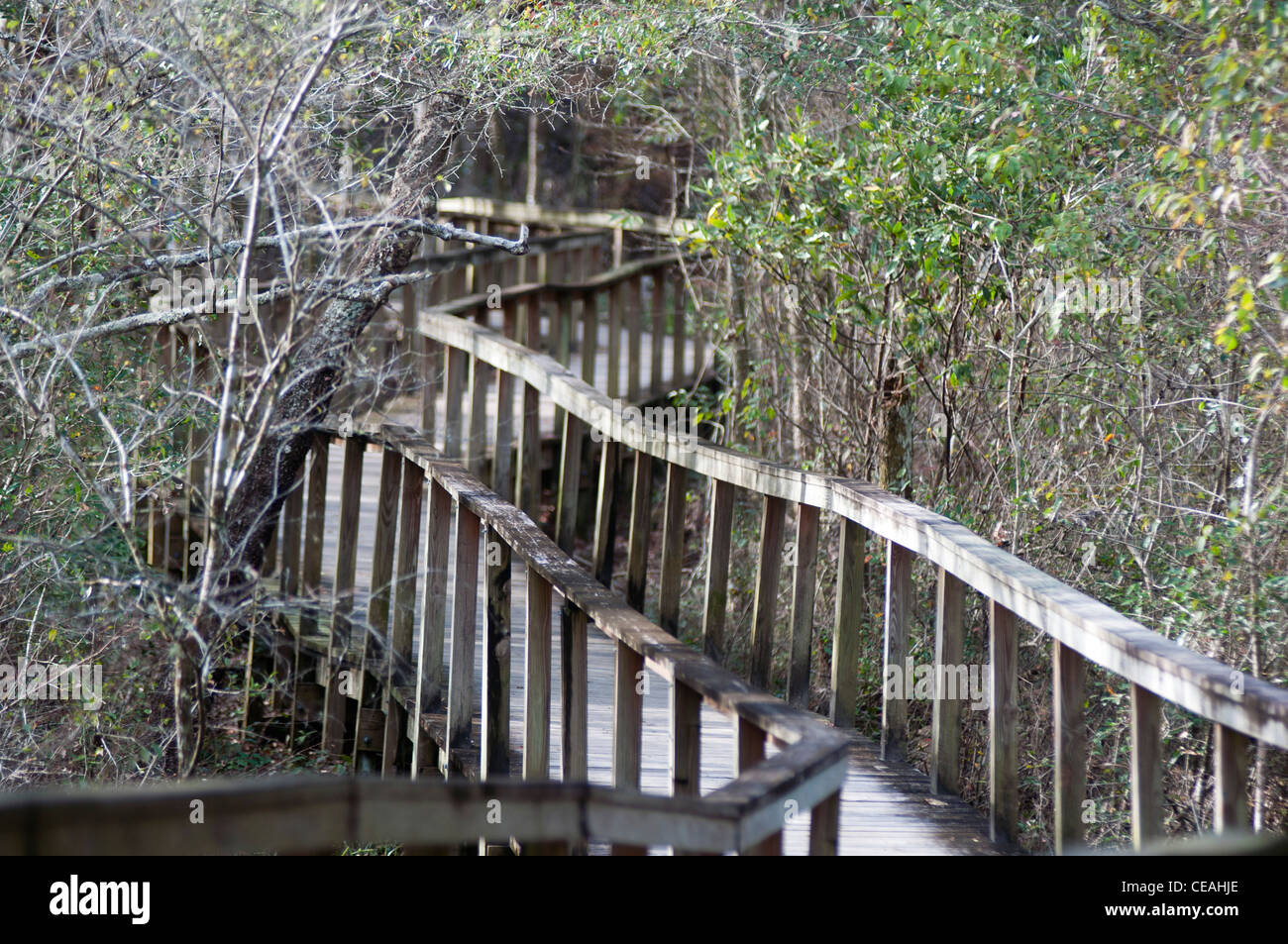 Ichetucknee Springs State Park, Florida, North America, USA Stock Photo