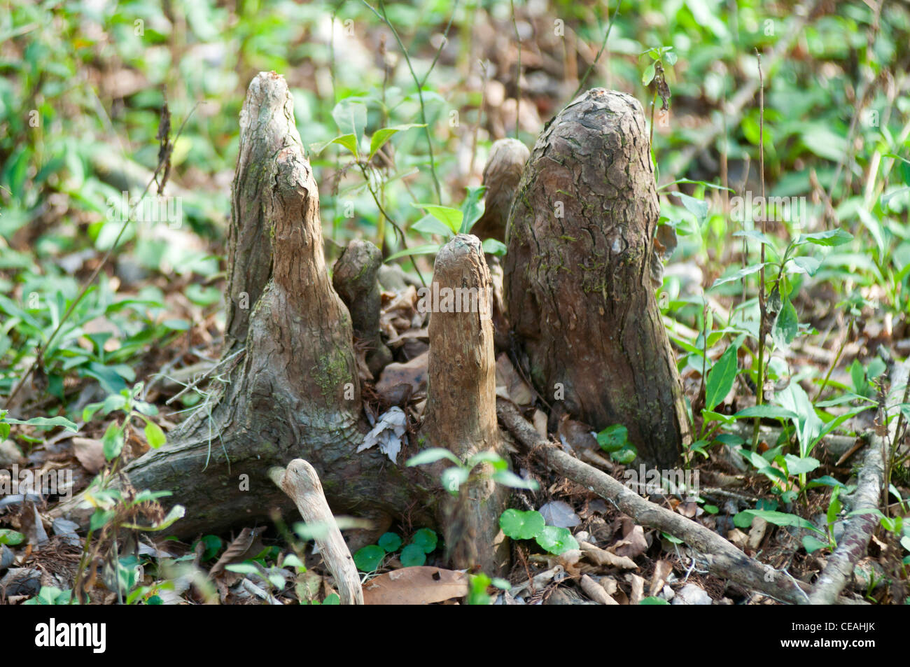 Bald cypress tree knee hires stock photography and images Alamy
